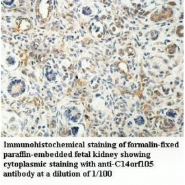 C14orf105 Antibody