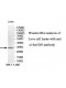 C14orf105 Antibody