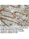 C14orf159 Antibody