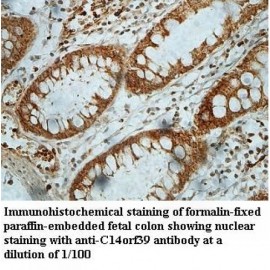 C14orf39 Antibody