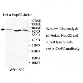 C17orf80 Antibody
