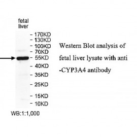 CYP3A4 Antibody