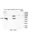 CYP2E1 Antibody