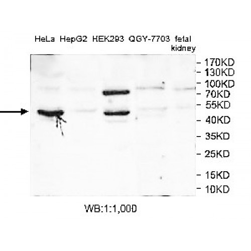 CYP2E1 Antibody