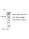 CYP24A1 Antibody