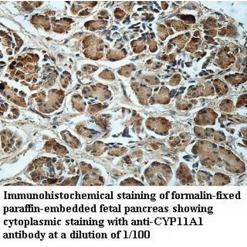 CYP11A1 Antibody