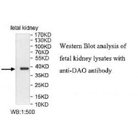DAO Antibody