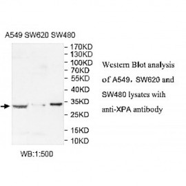 XPA Antibody