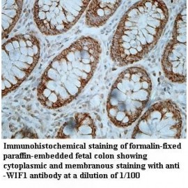 WIF1 Antibody