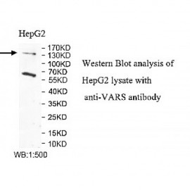 VRAS Antibody