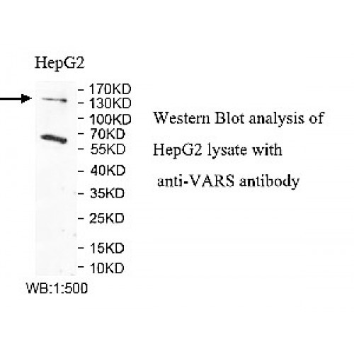 VRAS Antibody