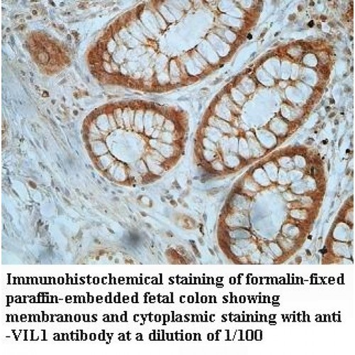VIL1 Antibody