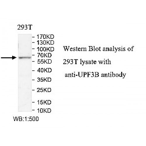 UPF3B Antibody