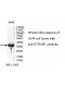 RTN4IP1 Antibody