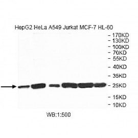 VBP1 Antibody