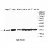 VBP1 Antibody