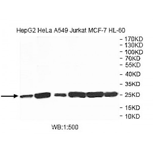 VBP1 Antibody