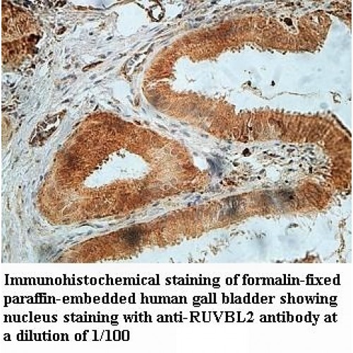 RUVBL2 Antibody