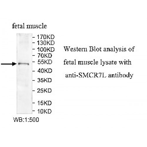 SMCR7L Antibody