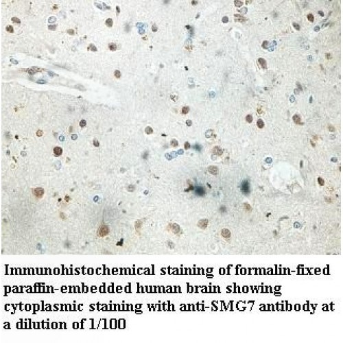 SMG7 Antibody