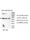 SMPD2 Antibody