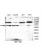 SMYD2 Antibody