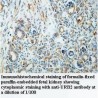 URB2 Antibody