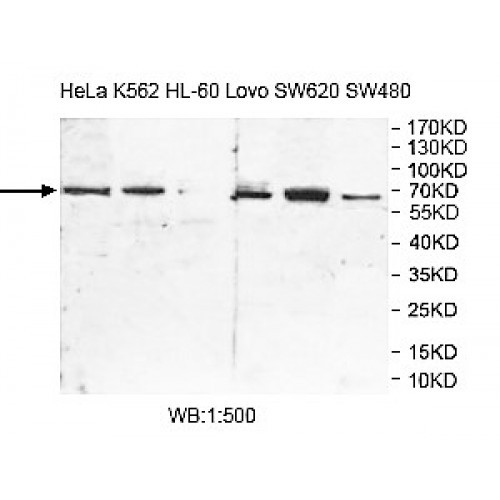 TAF1B Antibody