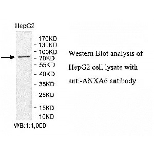 ANXA6 Antibody