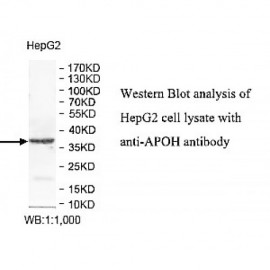 APOH Antibody