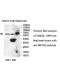 SNTG2 Antibody