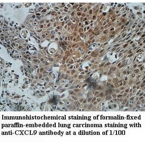 CXCL9 Antibody