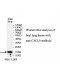 CXCL9 Antibody