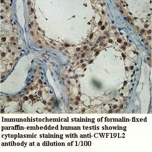 CWF19L2 Antibody
