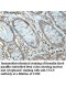 CUL5 Antibody