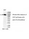 CUL4B Antibody
