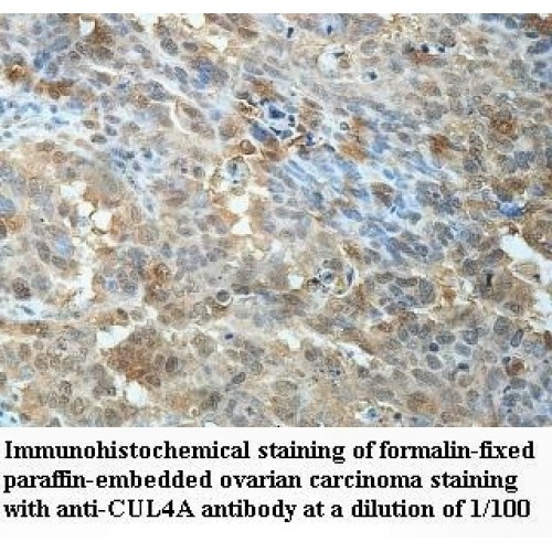 CUL4A Antibody