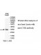 CTSZ Antibody