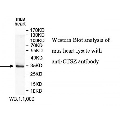 CTSZ Antibody