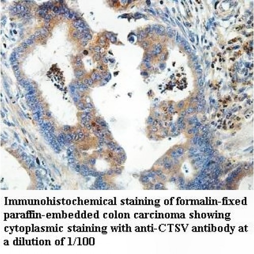 CTSV Antibody