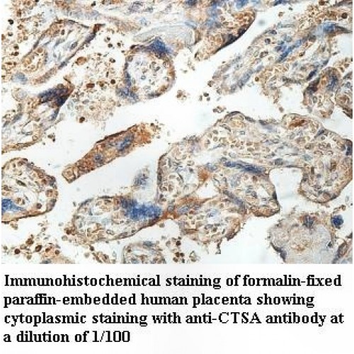 CTSA Antibody