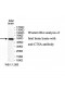 CTSA Antibody