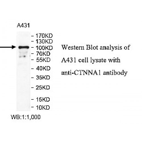 CTNNA1 Antibody