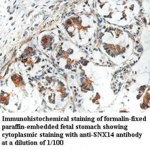 SNX14 Antibody