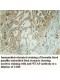 WTAP Antibody