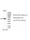 WTAP Antibody