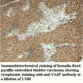 VASP Antibody