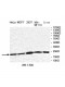 UBE2M Antibody
