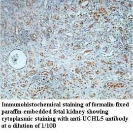 UCHL5 Antibody