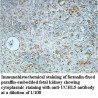 UCHL5 Antibody